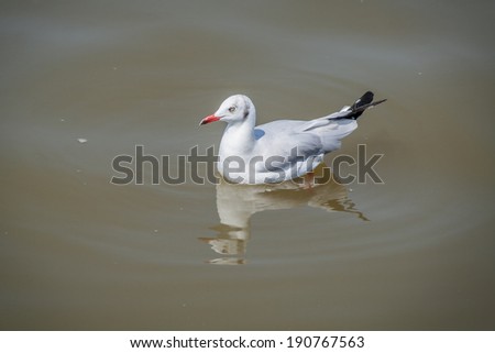 Floating seagulls bird migrates from northern region of Asia to Thailand. Gulls or seagulls are seabirds of the family Laridae in the sub-order Lari