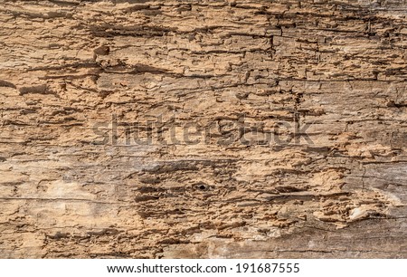 Wood texture background. The old dead wood log that decay in the sun and rain