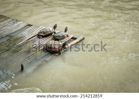 Water turtles are on a bamboo pontoon in lake