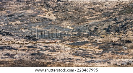 Wood timber decay isolated on white background