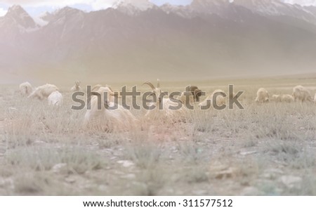Kashmir goats in beautiful India landscape with snow peaks background,retro effect