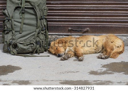 A golden dog sleeping nearby traveler bag