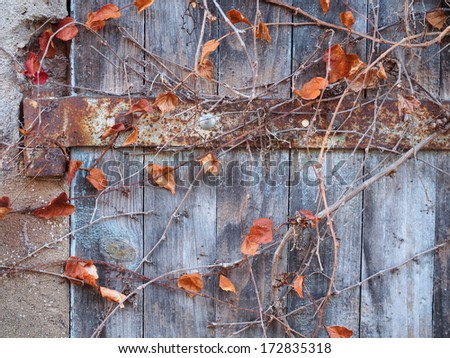 Old wooden door with vines during winter