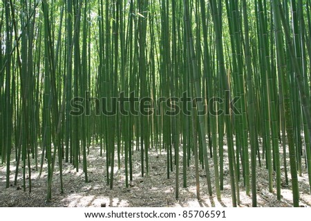 Screen of bamboos
