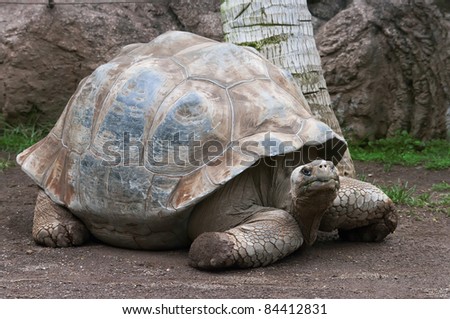 incredible giant turtle with a palm tree