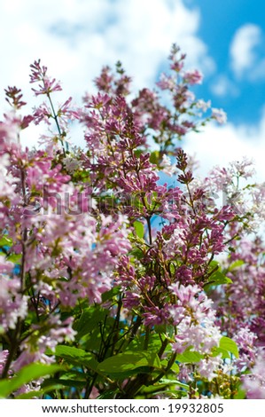 Abundant flowers of purple lilac blooming in late spring