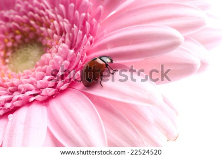 flower petal with lady bug