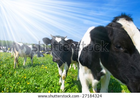 cow in a pasture with cloudy blue sky at the background