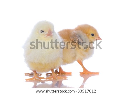 Cute Baby Chicks Over White Background Ez Canvas