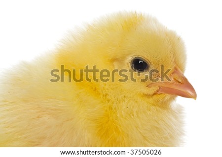 Cute Baby Chicks Over White Background Ez Canvas