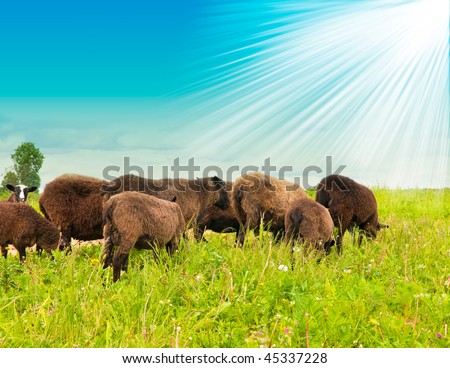 Herd of sheep in the field