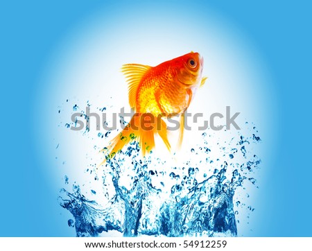 gold fish jumping over slash water