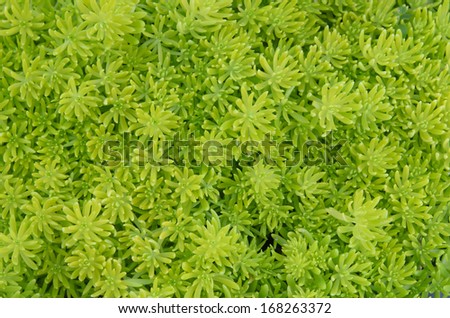 Spring green flowers  for background or  texture