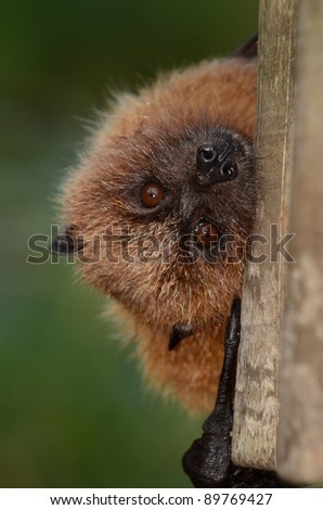 Rodrigues Fruit Bat Peeping