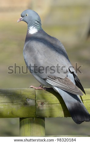 Wood Pigeon