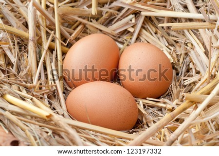 nest with brown eggs/eggs/nest
