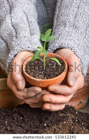 hands with tomato plant/tomato plant/planting