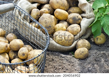 Bag and basket with fresh, yellow potatoes/potatoes/Potato variety Satina