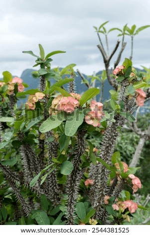 Similar – Foto Bild Wolfsmilchgewächs vor rosa Wand