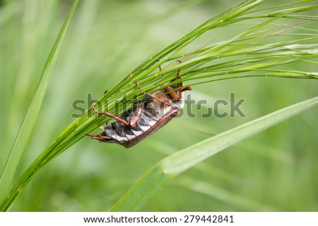 A May beetle climbing on a blade of grass up / May beetle climbing a blade of grass / May beetle