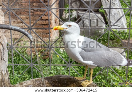 A thirsty seagull drinking water in a Roman drinking fountain / thirsty Seagull / drinking fountains