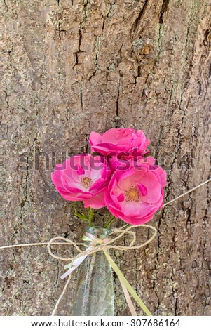 three pink rose petals in a bottle on a tree / pink roses / flowers
