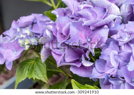 blue and violet hydrangea flowers / hydrangeas / flowers