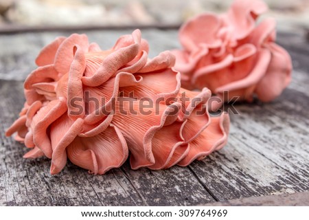 Pink Oyster Mushroom  on a wooden background / mushroom /Pink Oyster Mushroom