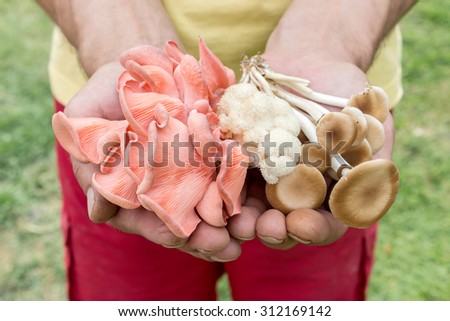 big men\'s hands holding different mushrooms / edible mushrooms / fungi