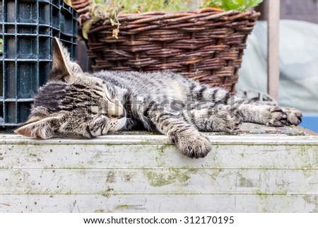 a small tabby cat sleeping in the yard / tabby cat / pet