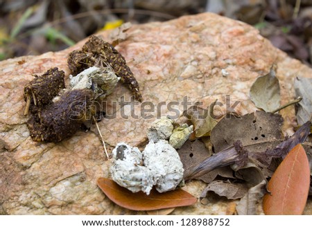 Pile of dog dung on the rocks