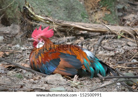 male chicken lay on the floor