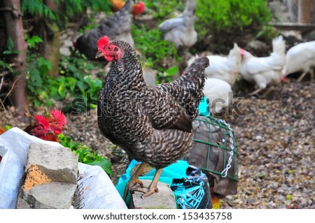 Small flock of back garden hens, scratching about for worms etc..