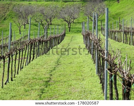 rows of vines and apple trees in winter