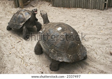 Old Turtles Fight