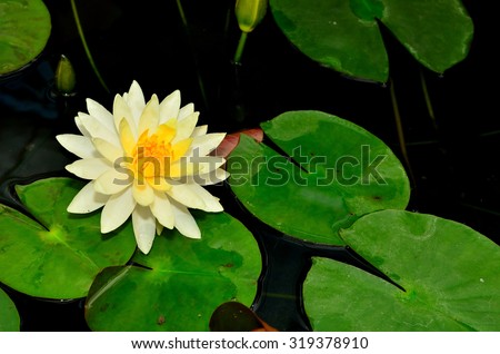 Image of a lotus flower on the water