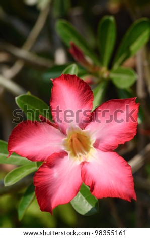 Beautiful floral background. Tropical flower Pink Adenium. Desert rose.