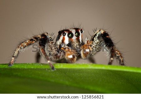Plexippus paykulli is a jumping spider in the family Salticidae. It is native to south east Asia but has spread to other parts of the world. In the USA it is called the pantropical jumping spider.