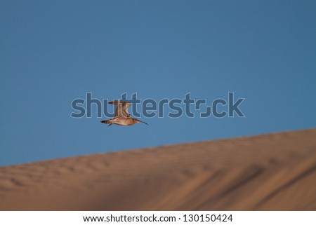 A Curlew Flying Back to a Sand Dune