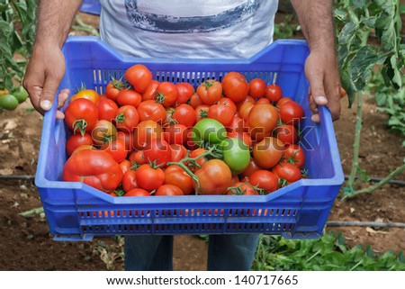 A Farmer Holding a Blue Plastic Vegetable Crate Full of Freshly Harvested Tomatoes Ready for Market