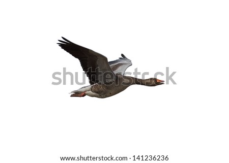 Single Wild Greylag Goose in Flight, Isolated on White Background