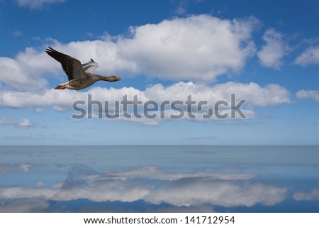 Single Greylag Goose with Reflection Flying Over Water on a Sunny Day