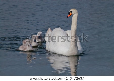Parent Swan with Young Chicks on a Pond