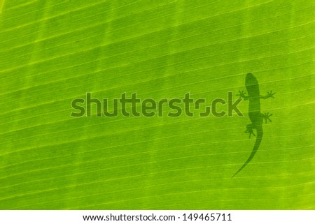 Silhouette of a Gecko on a Backlight Leaf