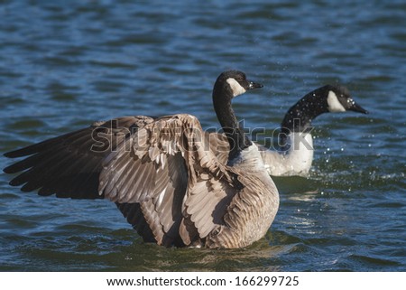 Canada Goose Streching Wings on Water