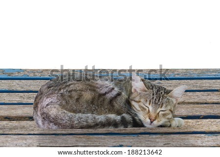 A Tabby Cat Sleeping on a Weathered Garden Table Isolated on a White Background.Copy Space
