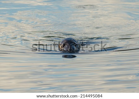 A Wild Grey Seal Swimming in Cold Water