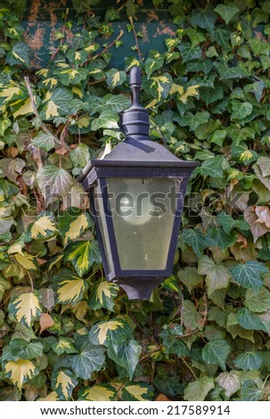 An Old Lamp inside of Ivy Plant