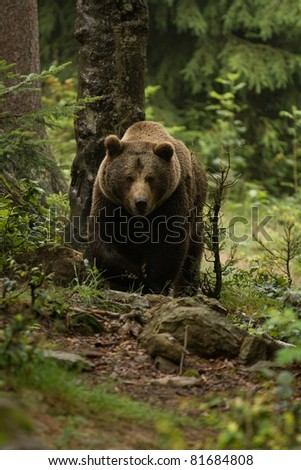 Huge brown bear seen from the front in the woods