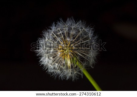 completely round dandelion plant isolated on black